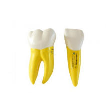 15 Times Separated Soft Teeth Model